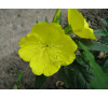Енотера чотирикутна варієгатна (Oenothera tetragona Variegata )